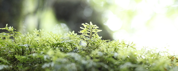 MCoは自律的なプロフェッショナルの集団